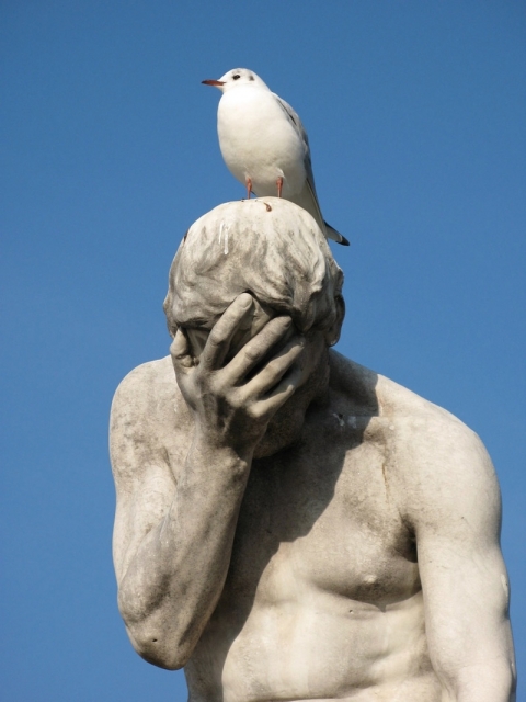 caii-n-oiseau
